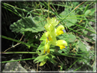 foto Fiori